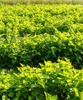 White Mulberry Tea - USDA Organic Morus Alba - Herbal Loose Leaf Tea - Caffeine-Free - 3.5 Ounce