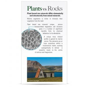 Nature's Answer Marine Based Cal-Mag 120 Vegetarian Capsules